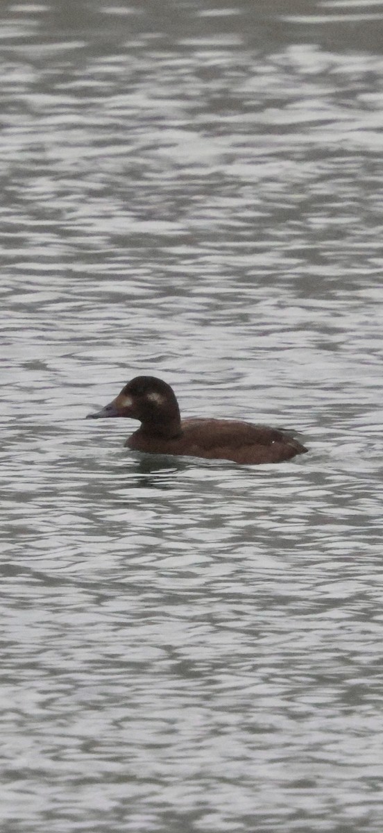 Ak Kanatlı Kadife Ördek - ML646740618