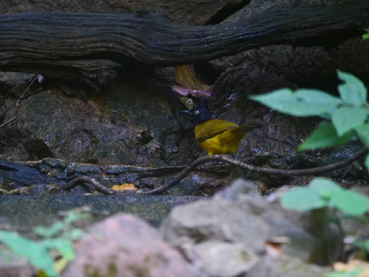 Black-crested Bulbul - ML646740619