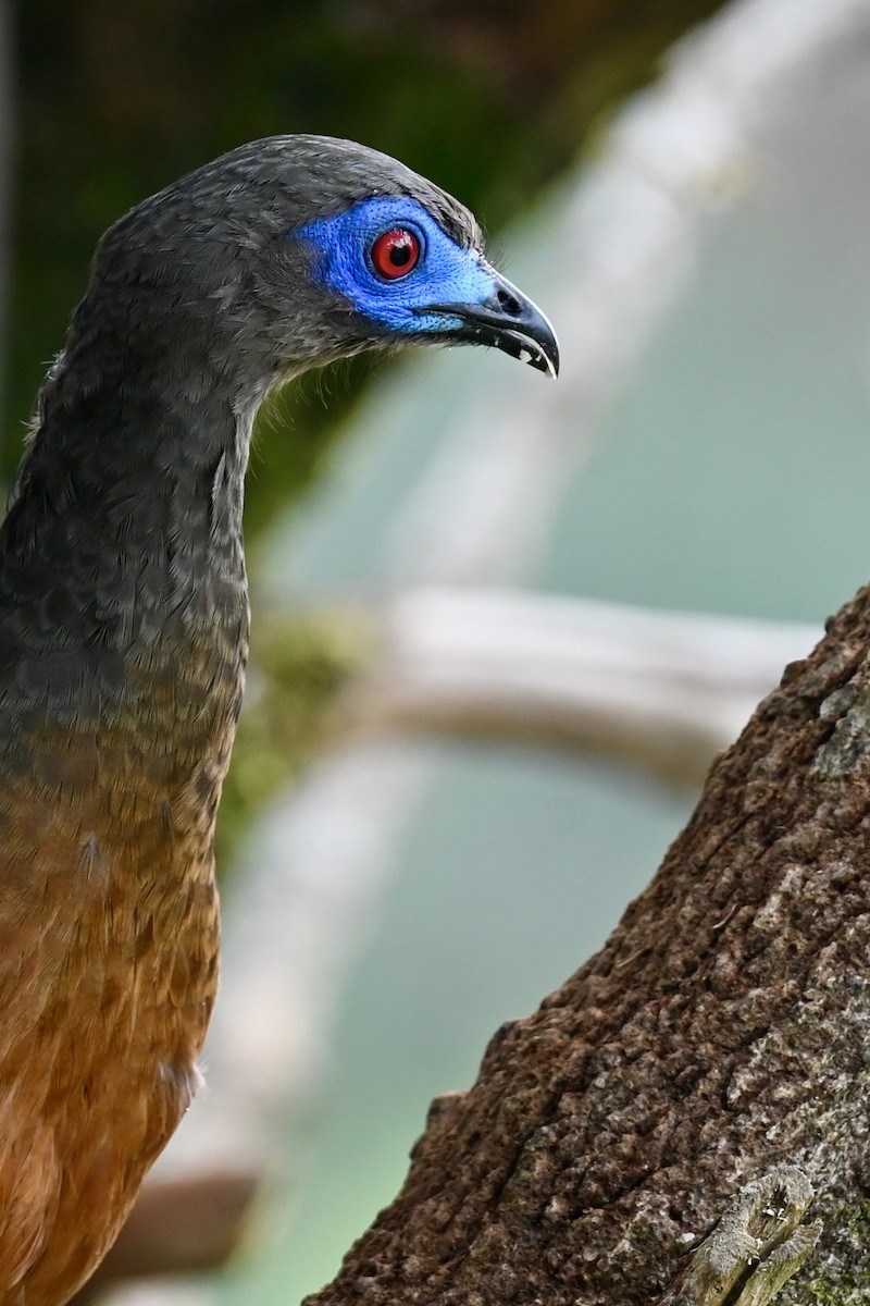 Sickle-winged Guan - ML646740620