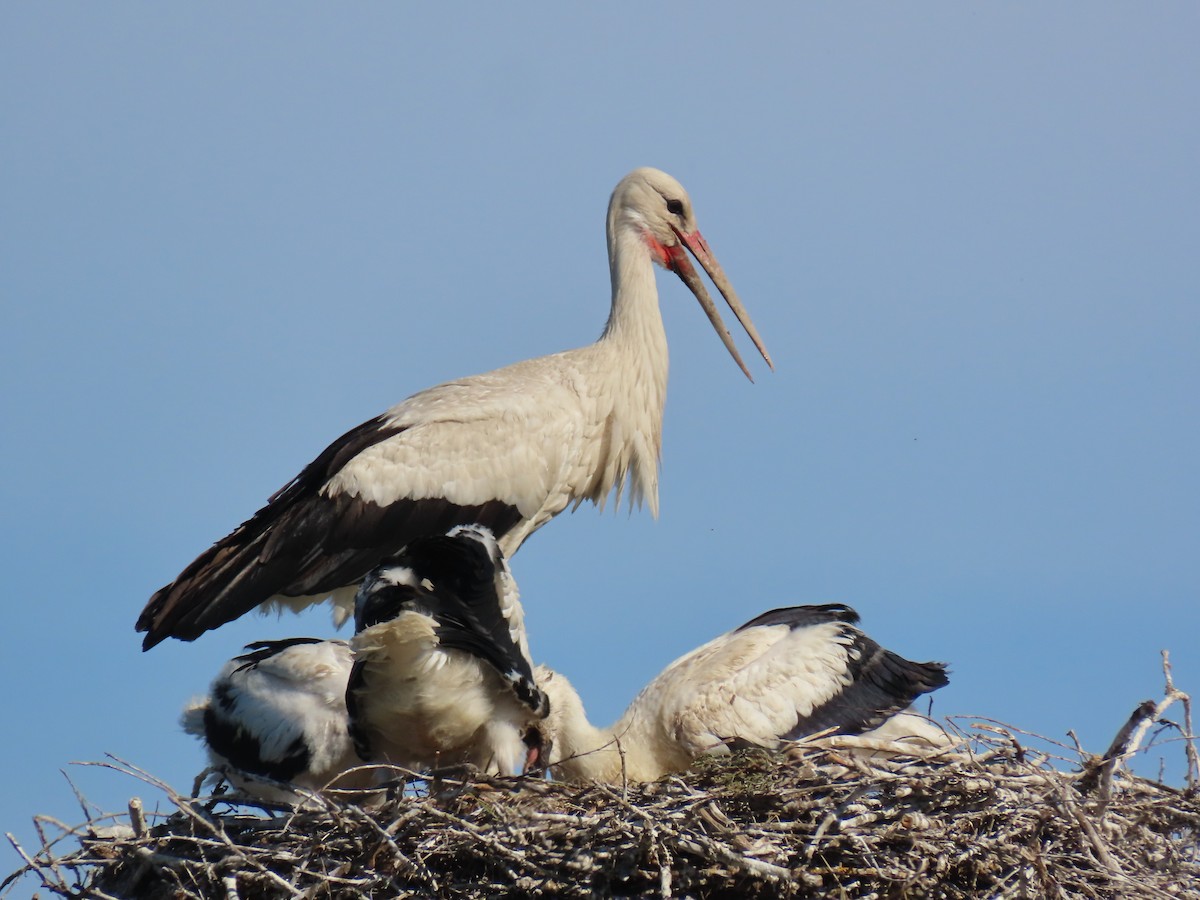 חסידה לבנה - ML646740621