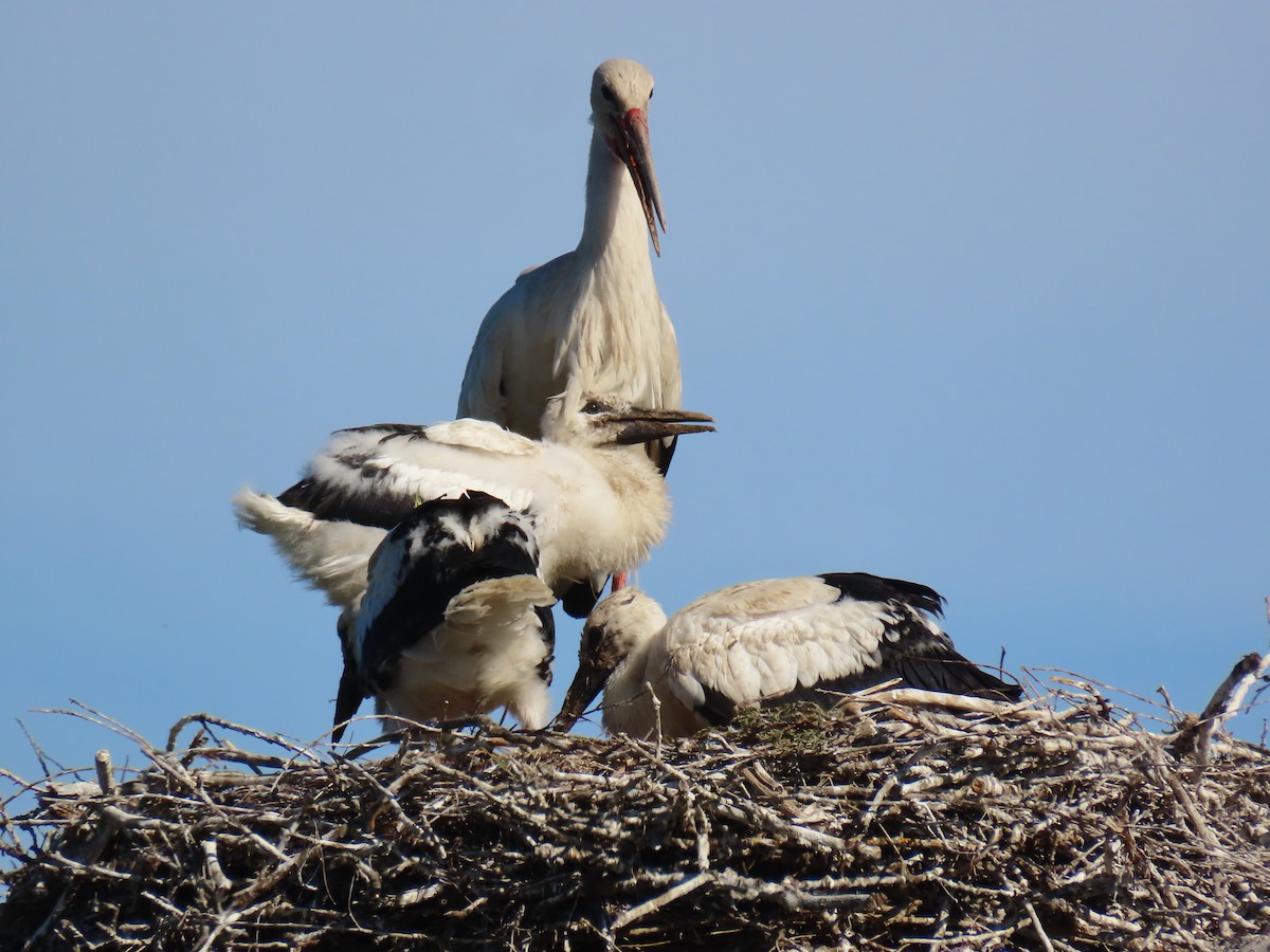 חסידה לבנה - ML646740624