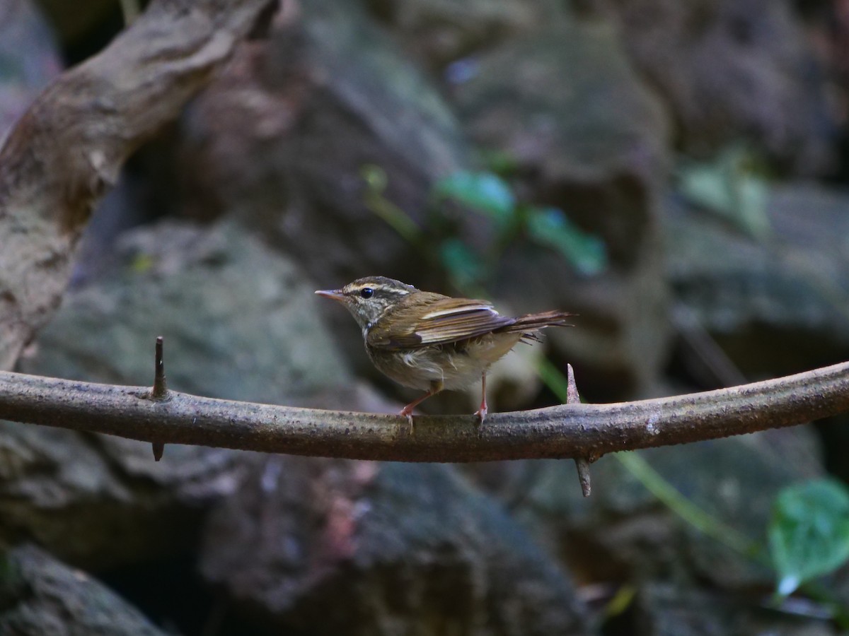 Pale-legged Leaf Warbler - ML646740626