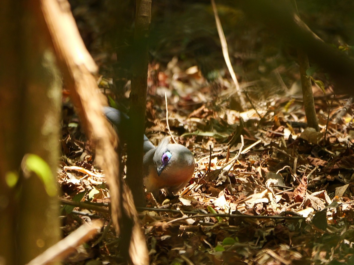 Crested Coua - ML646740631