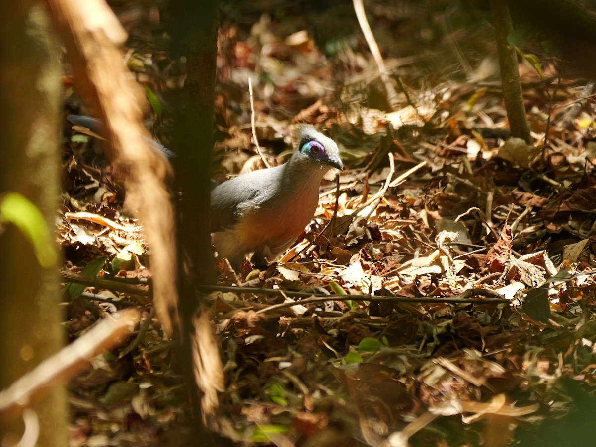 Crested Coua - ML646740632