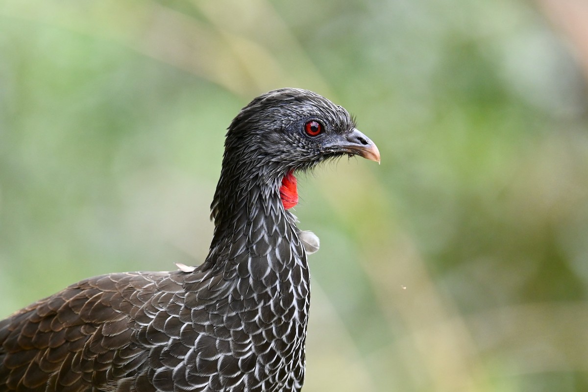 guan andský - ML646740633