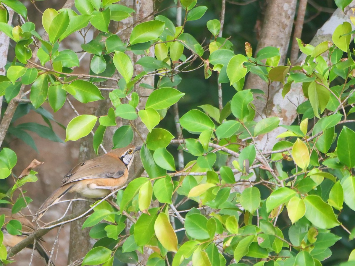Greater Necklaced Laughingthrush - ML646740634