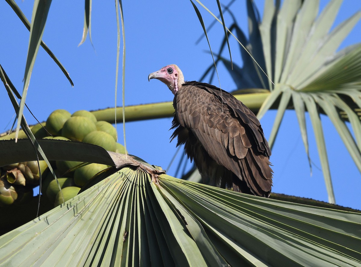 Hooded Vulture - ML646740635