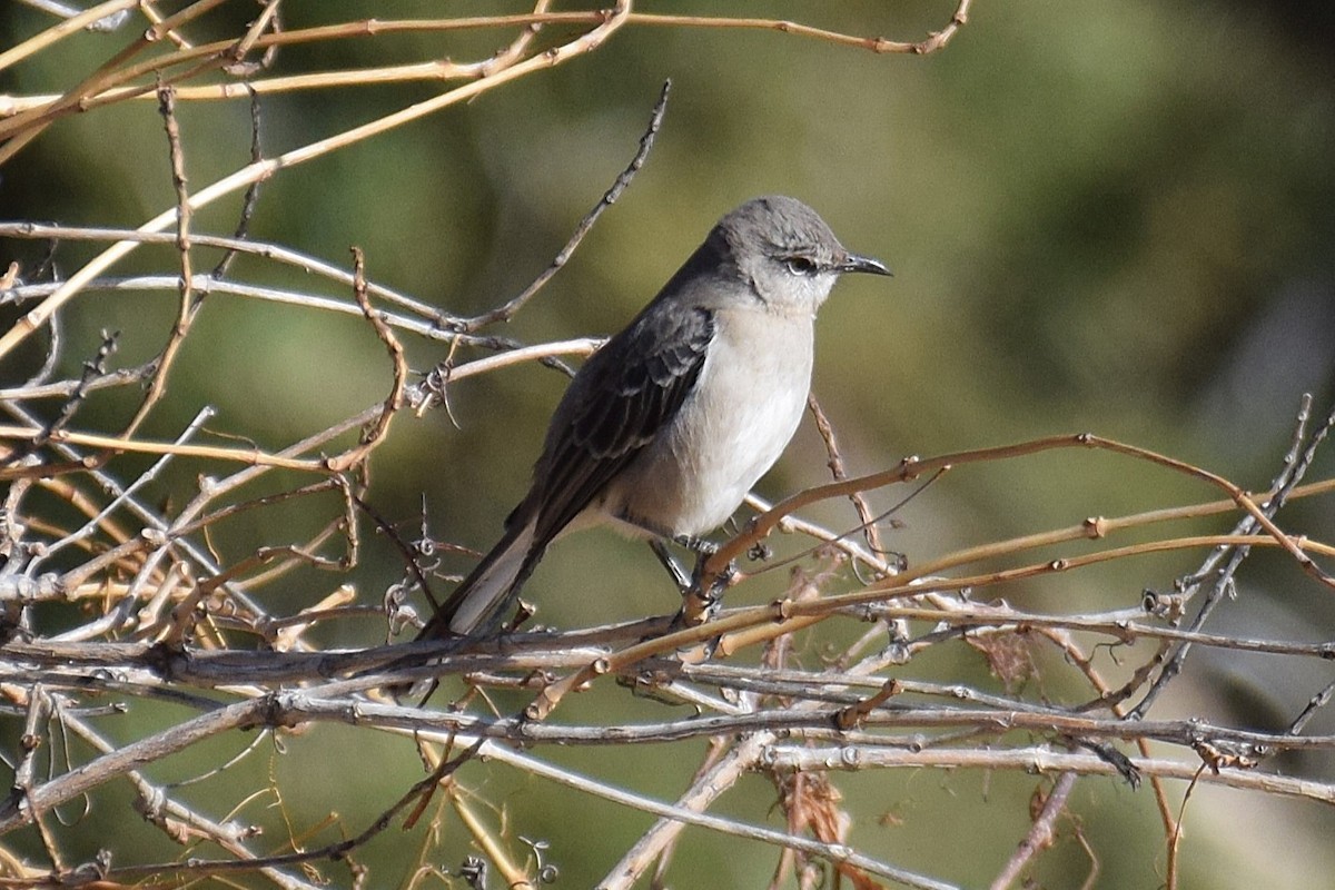 Northern Mockingbird - ML646740636