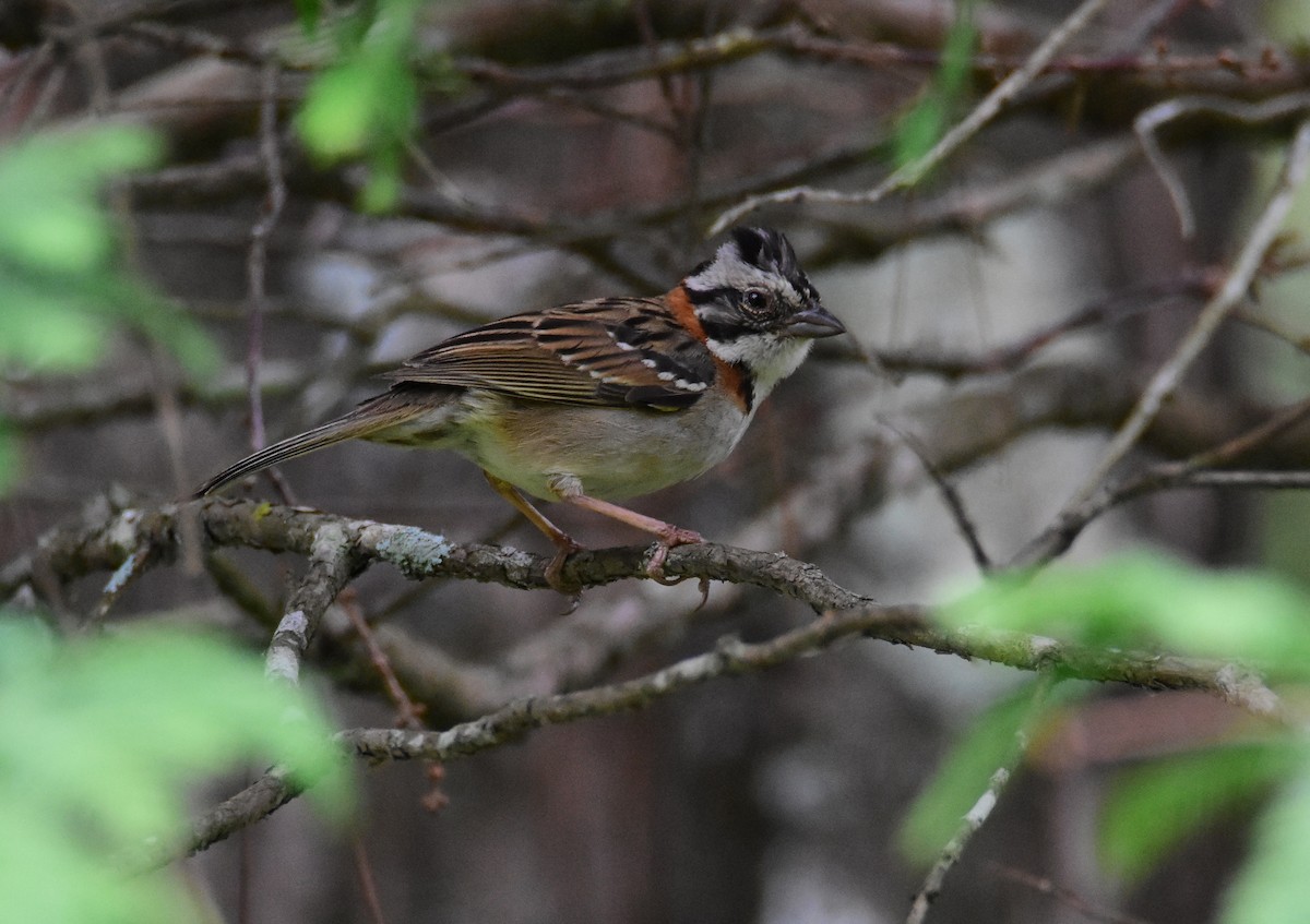 アカエリシトド - ML646740637