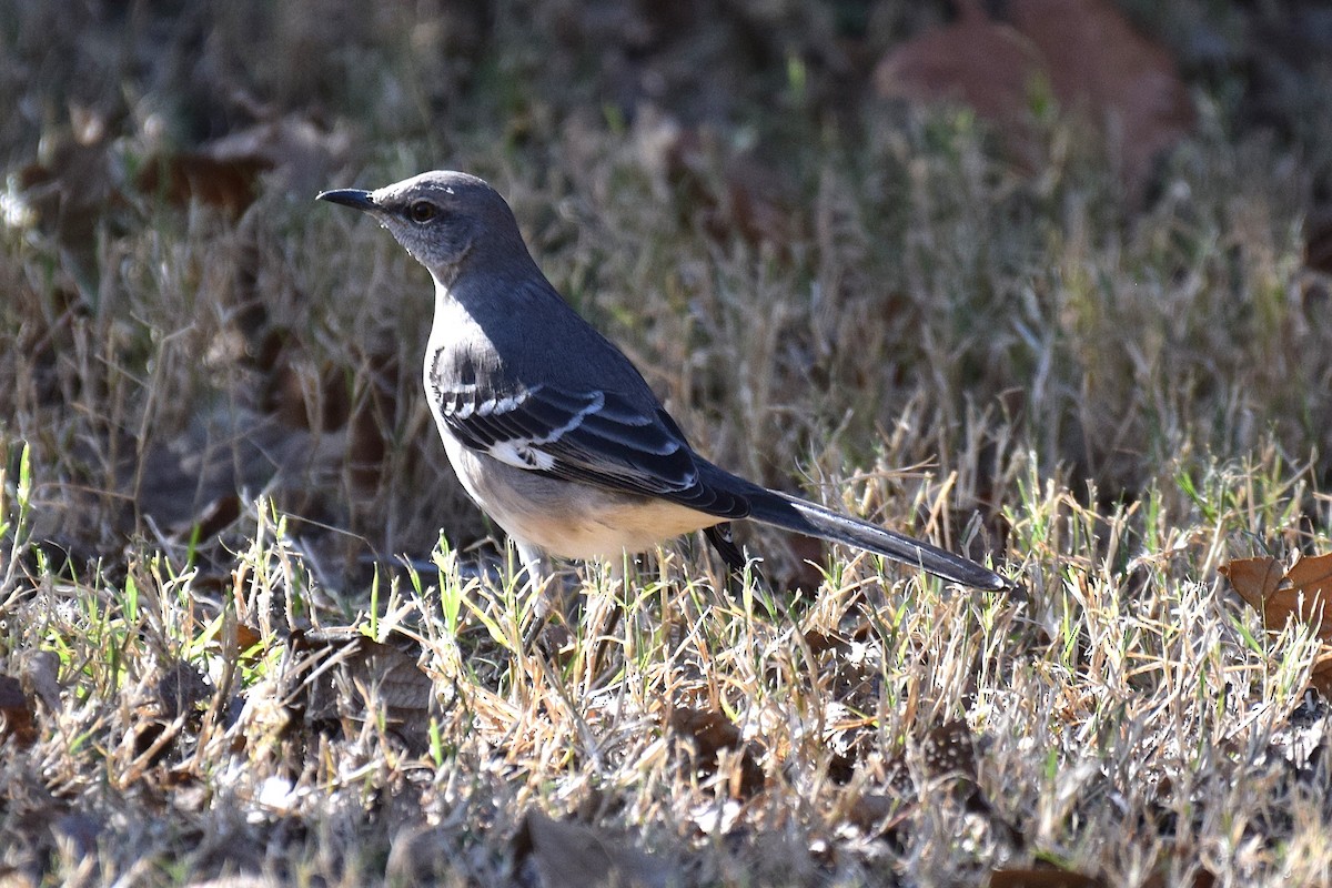Northern Mockingbird - ML646740638