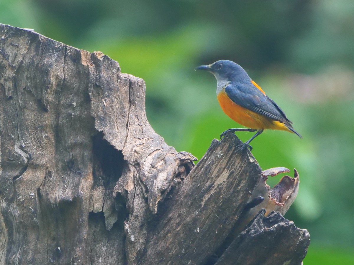 Orange-bellied Flowerpecker (Orange-bellied) - ML646740639