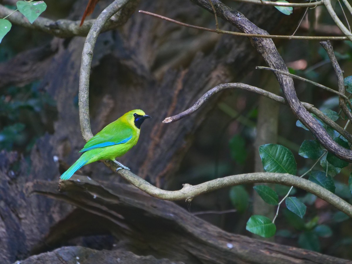 Blue-winged Leafbird - ML646740640