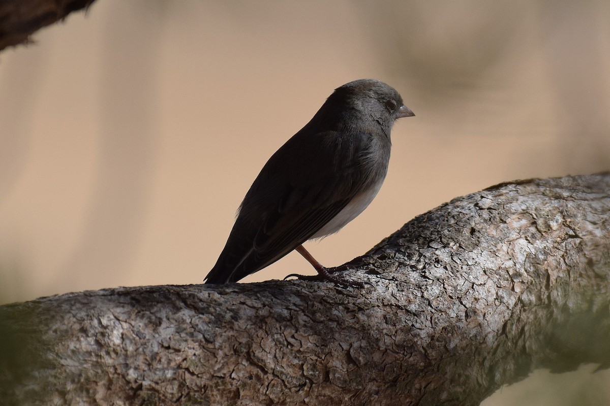 Dark-eyed Junco - ML646740642
