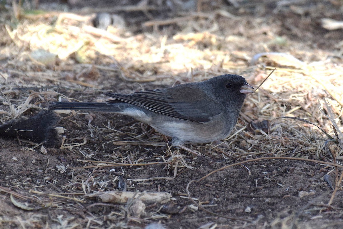 Dark-eyed Junco - ML646740643