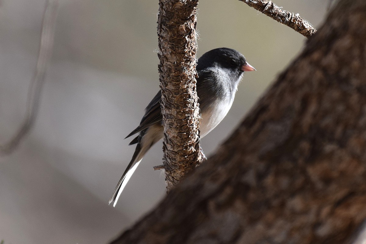 Dark-eyed Junco - ML646740644