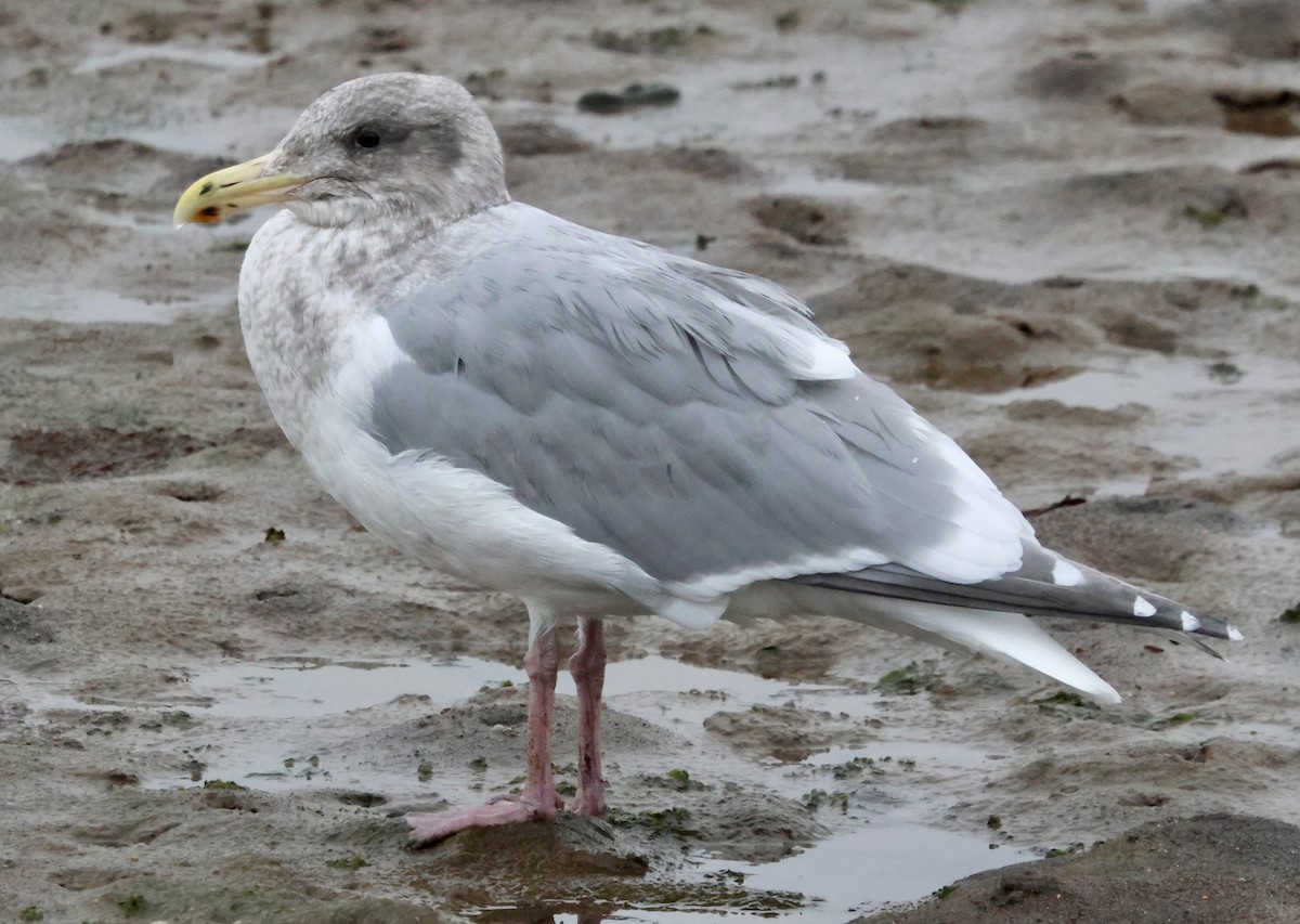 Batı Amerika x Buz Rengi Martı - ML646740647