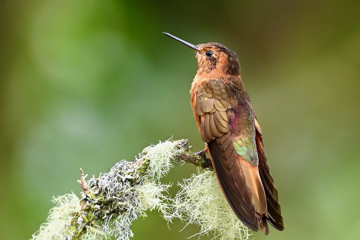 Shining Sunbeam - ML646740648