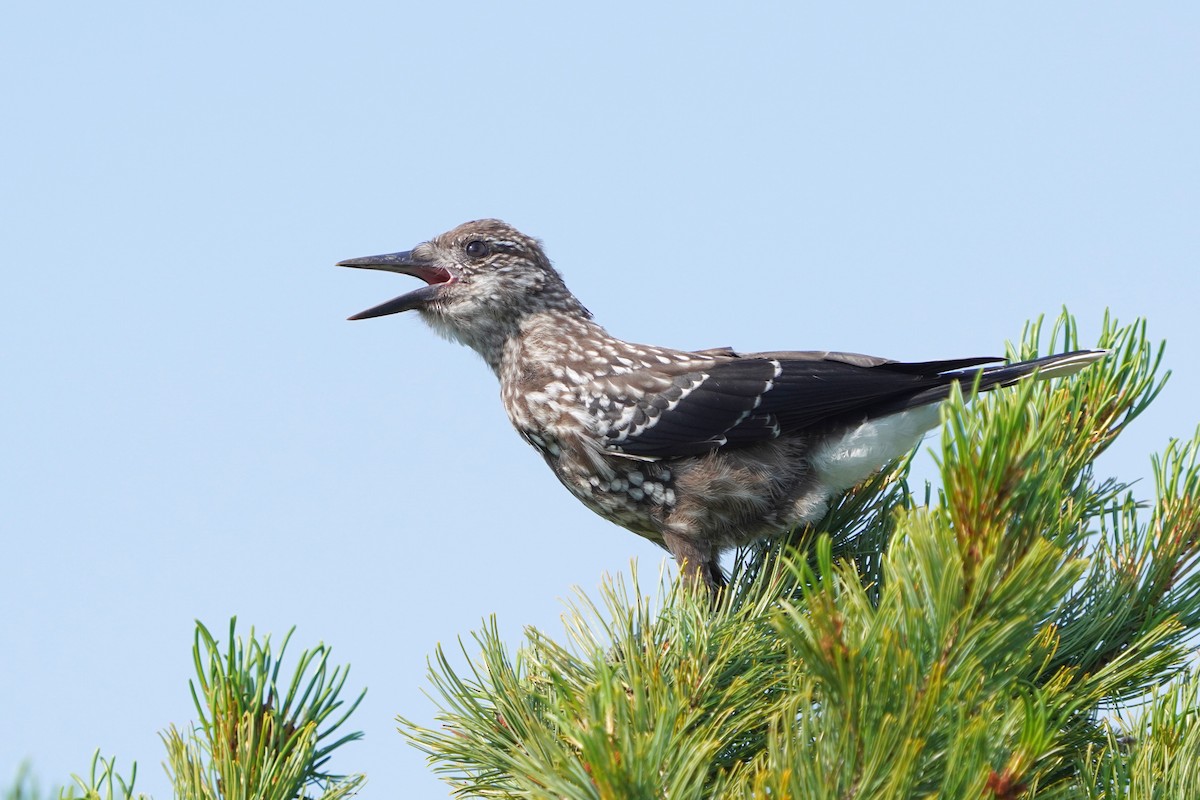 Northern Nutcracker - ML646740649