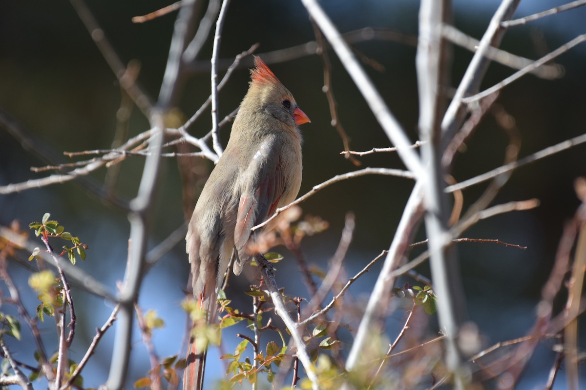 Northern Cardinal - ML646740650
