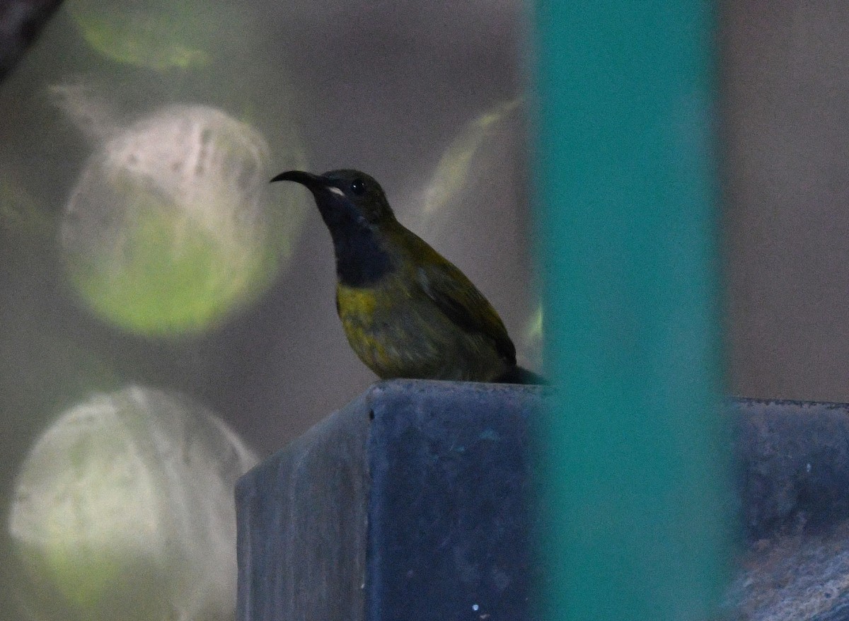 Green-headed Sunbird (Green-headed) - ML646740651
