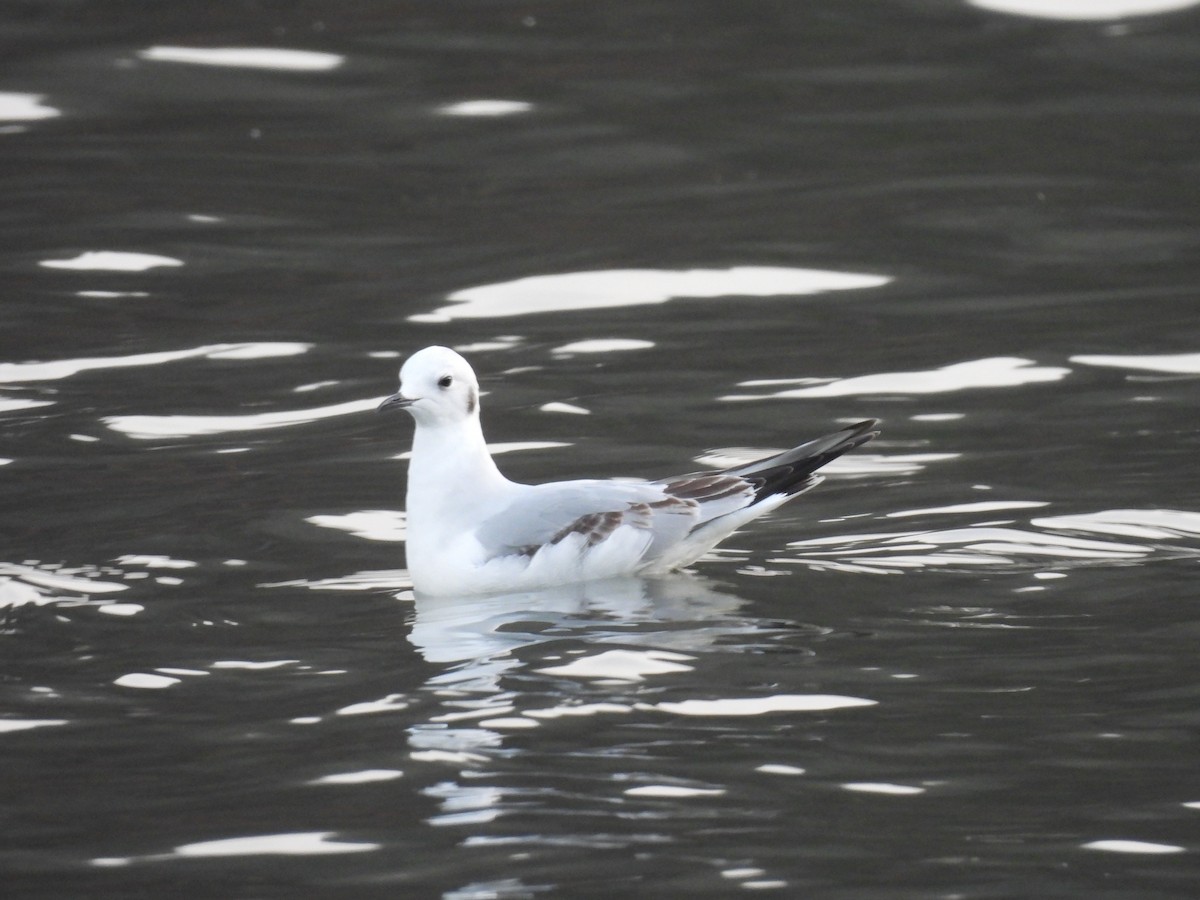 Bonaparte's Gull - ML646740652