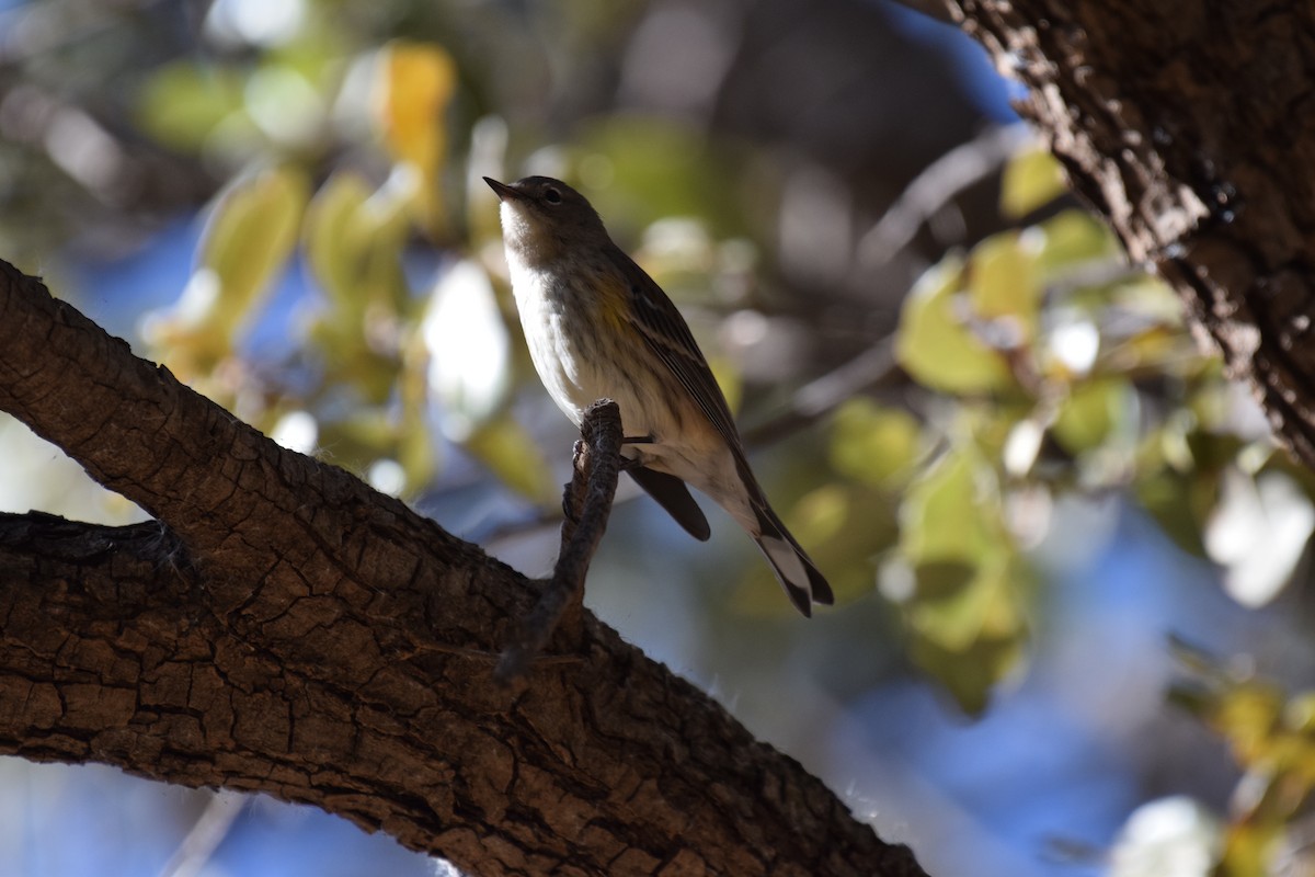 Yellow-rumped Warbler - ML646740654