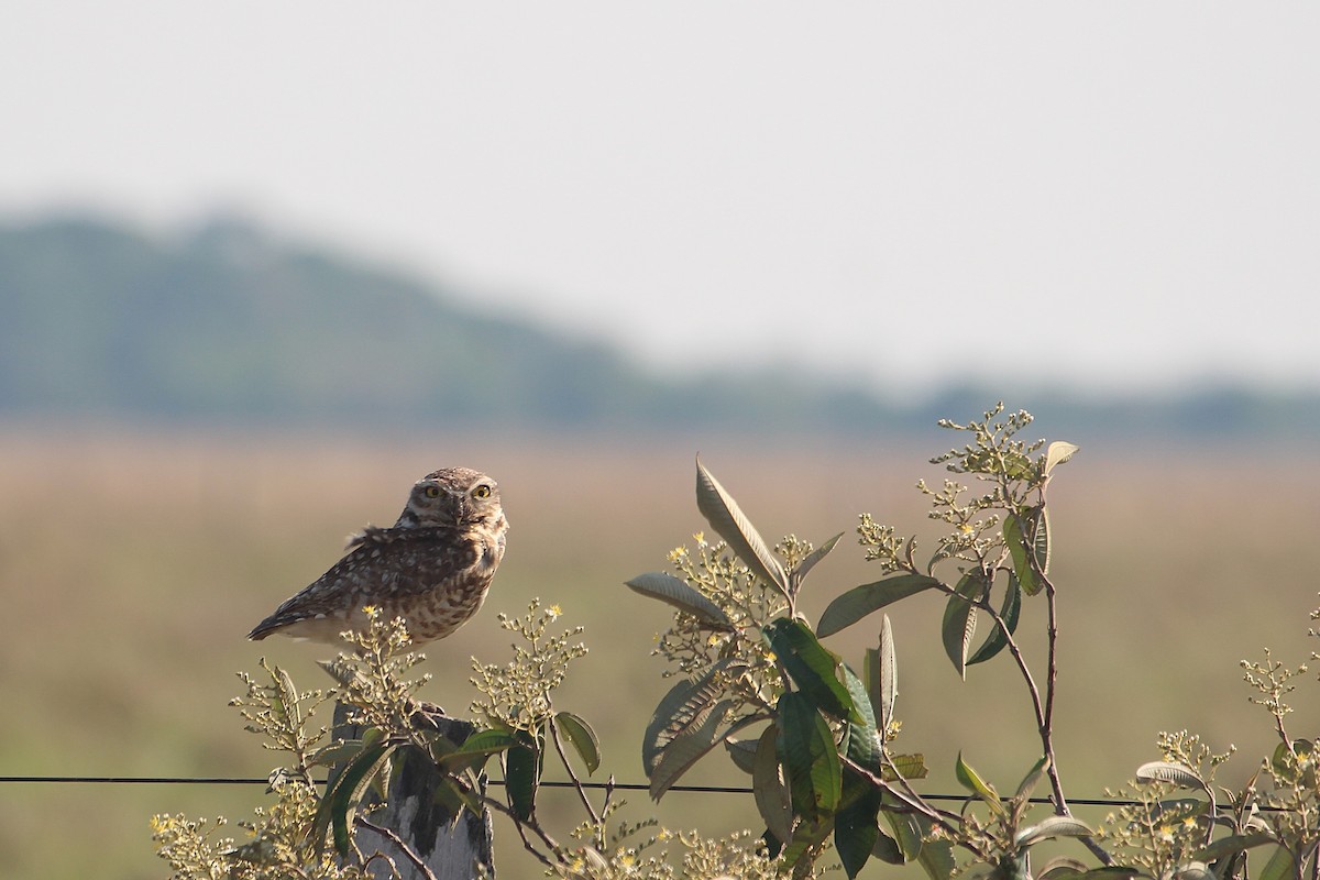 graveugle - ML646740656