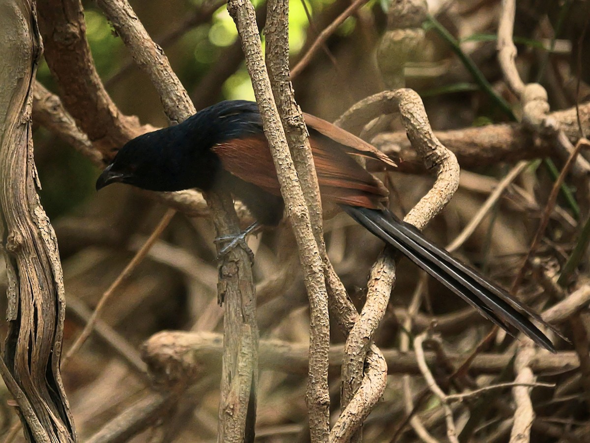 Malagasy Coucal - ML646740657