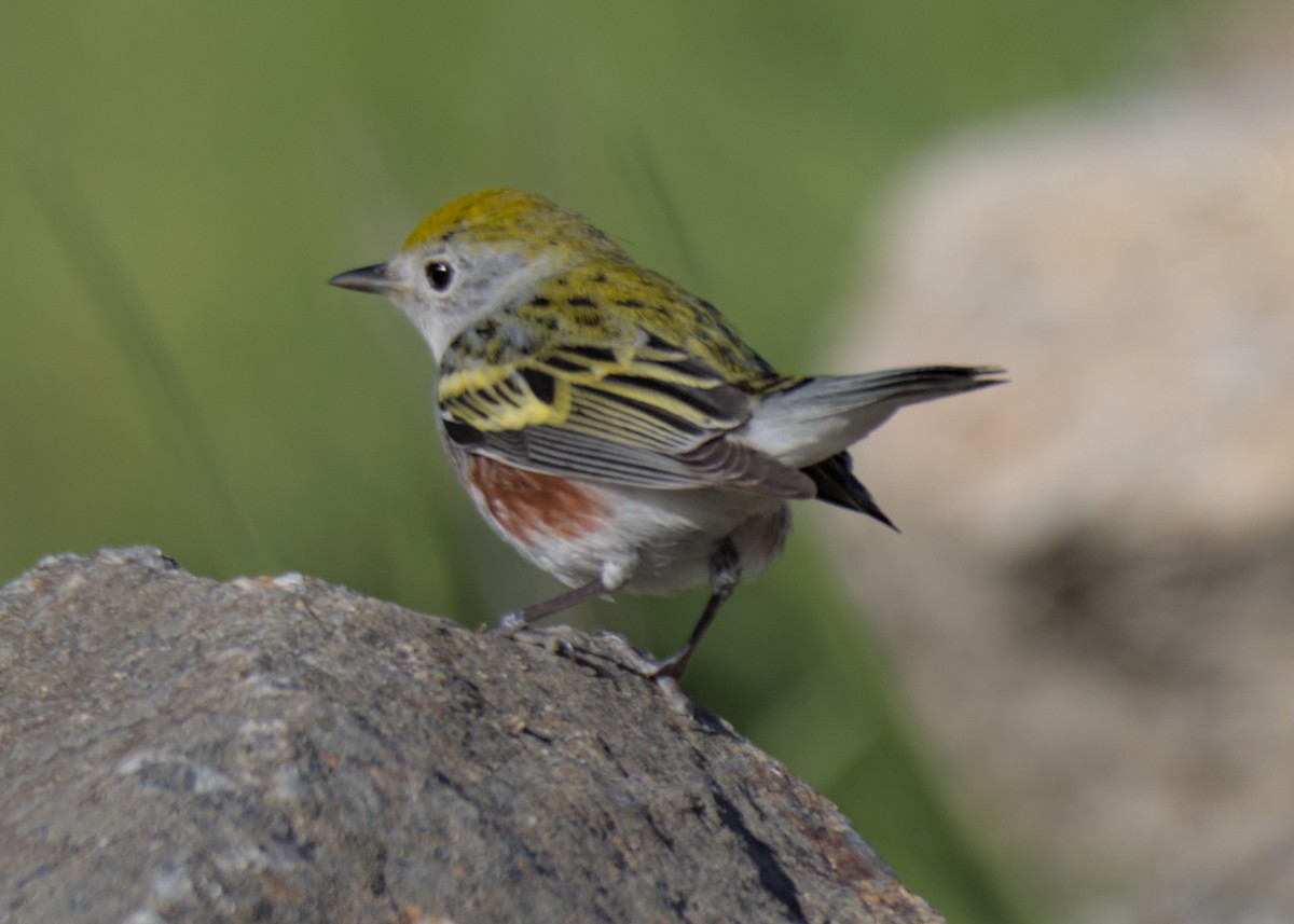 lesňáček rezavoboký - ML646740659