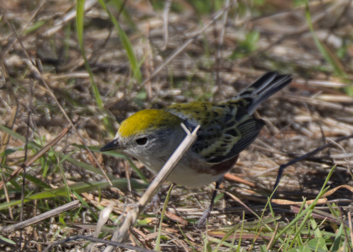 lesňáček rezavoboký - ML646740660