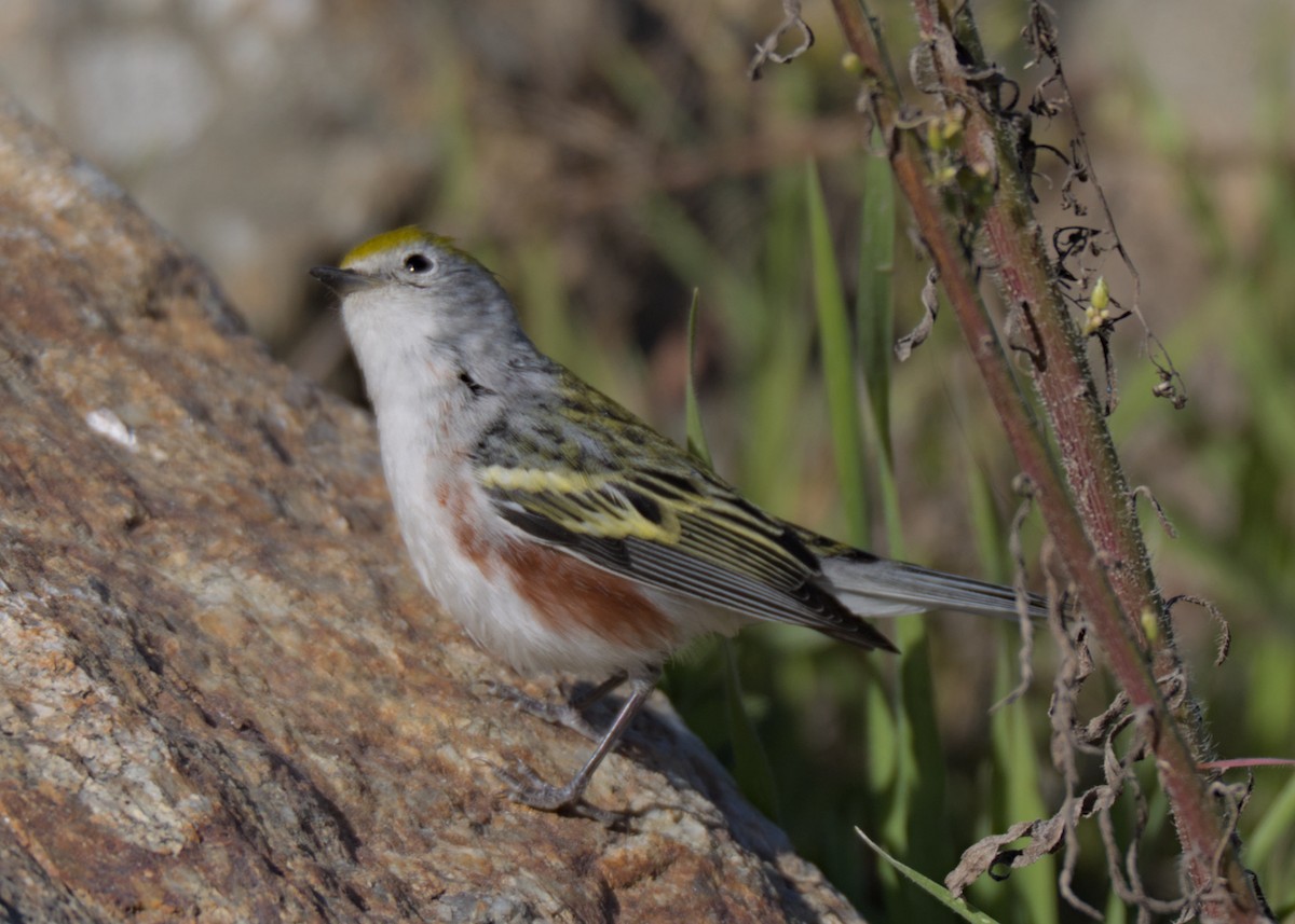 lesňáček rezavoboký - ML646740661