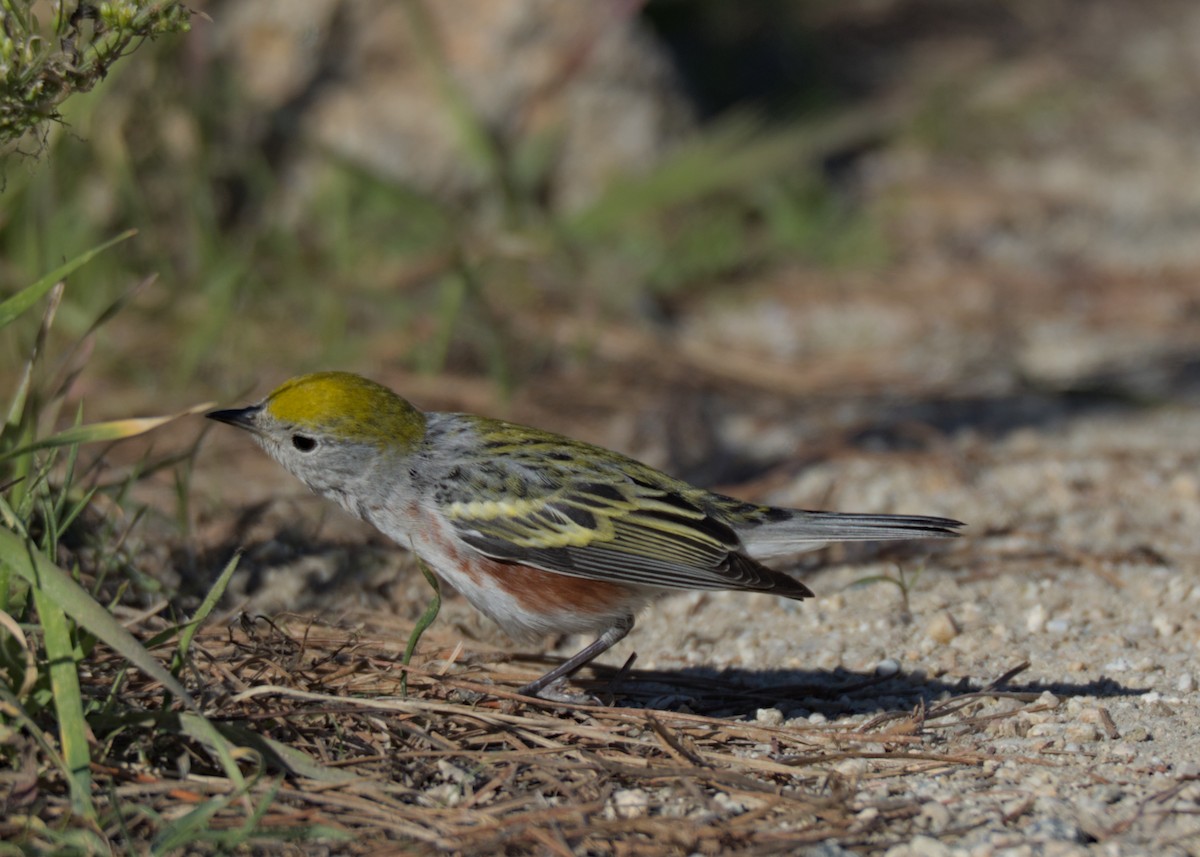 lesňáček rezavoboký - ML646740662