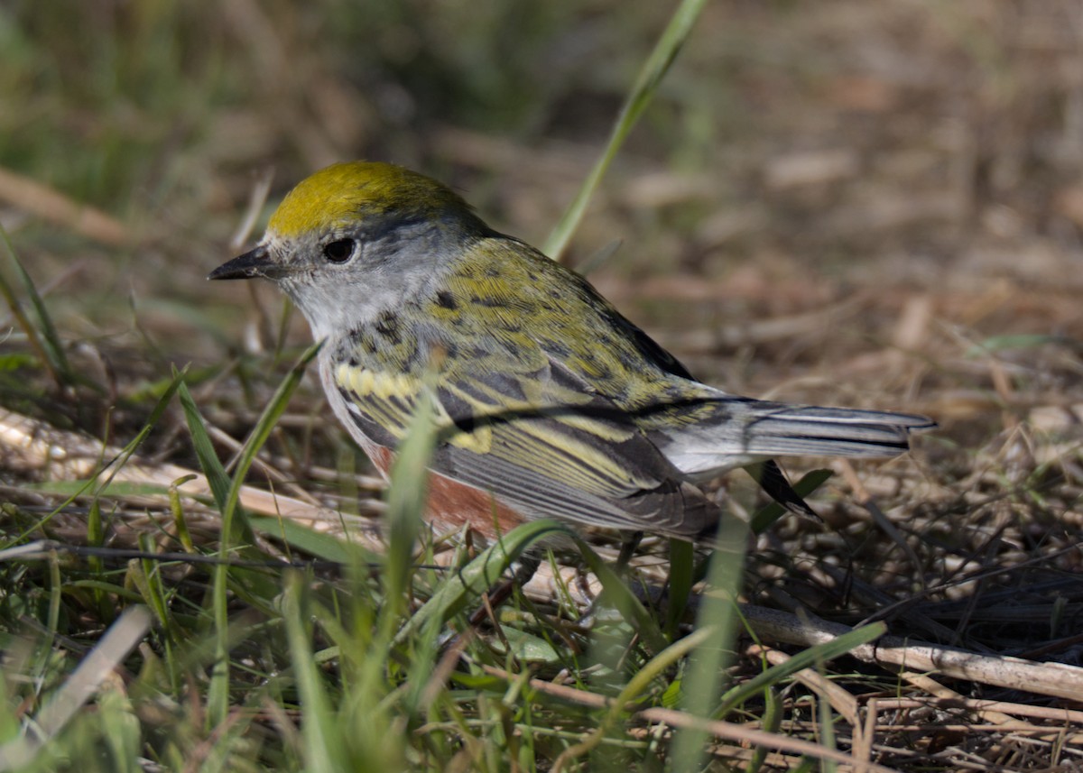 lesňáček rezavoboký - ML646740663