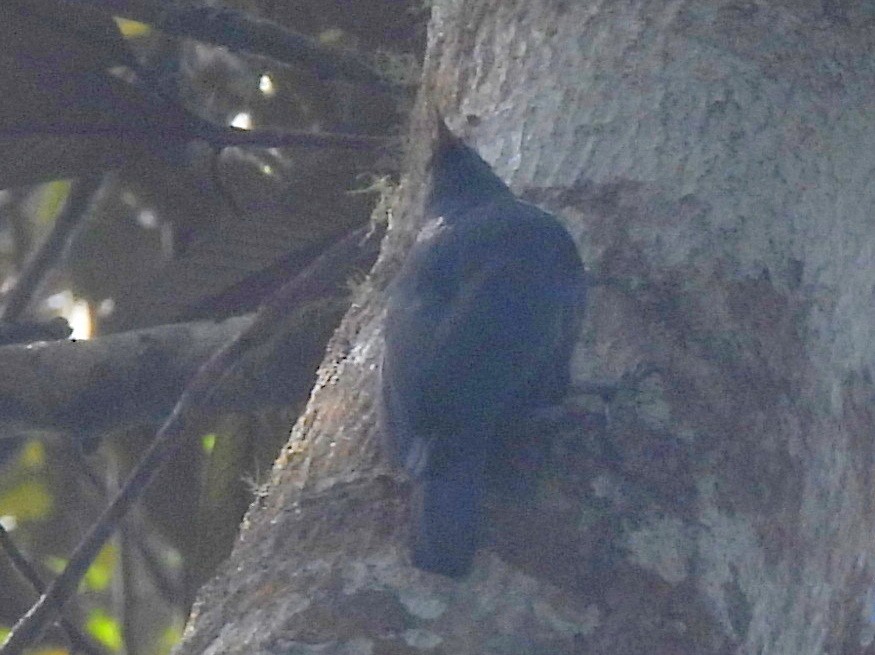 Vanga Trepador - ML646740666