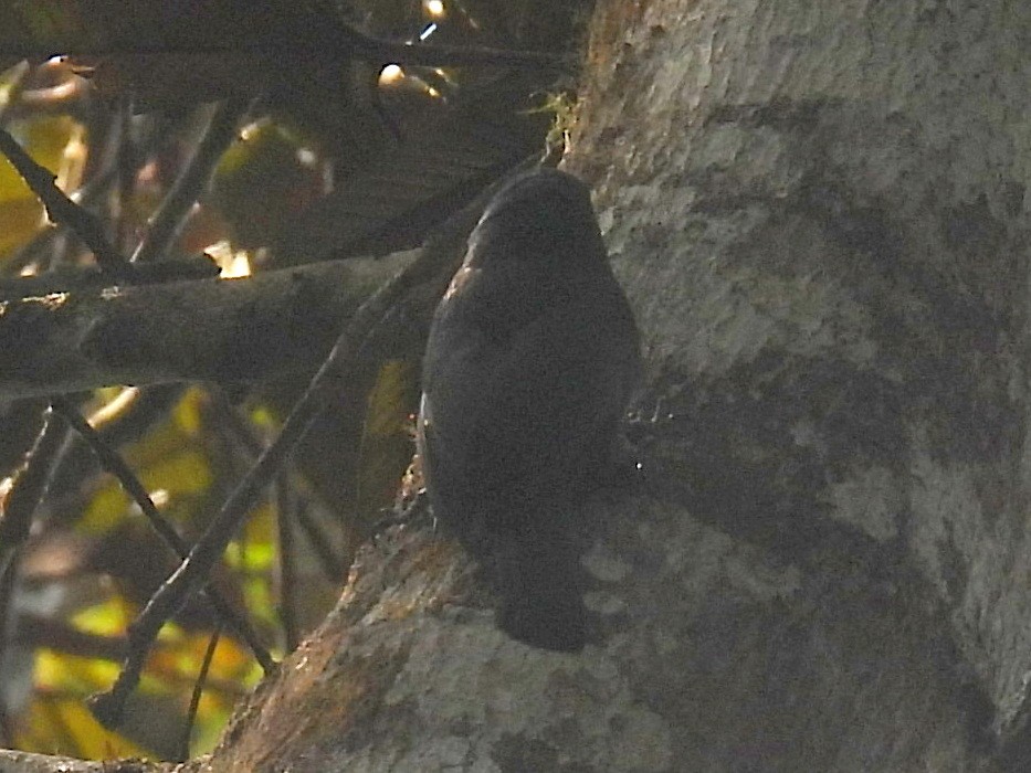 Vanga Trepador - ML646740667