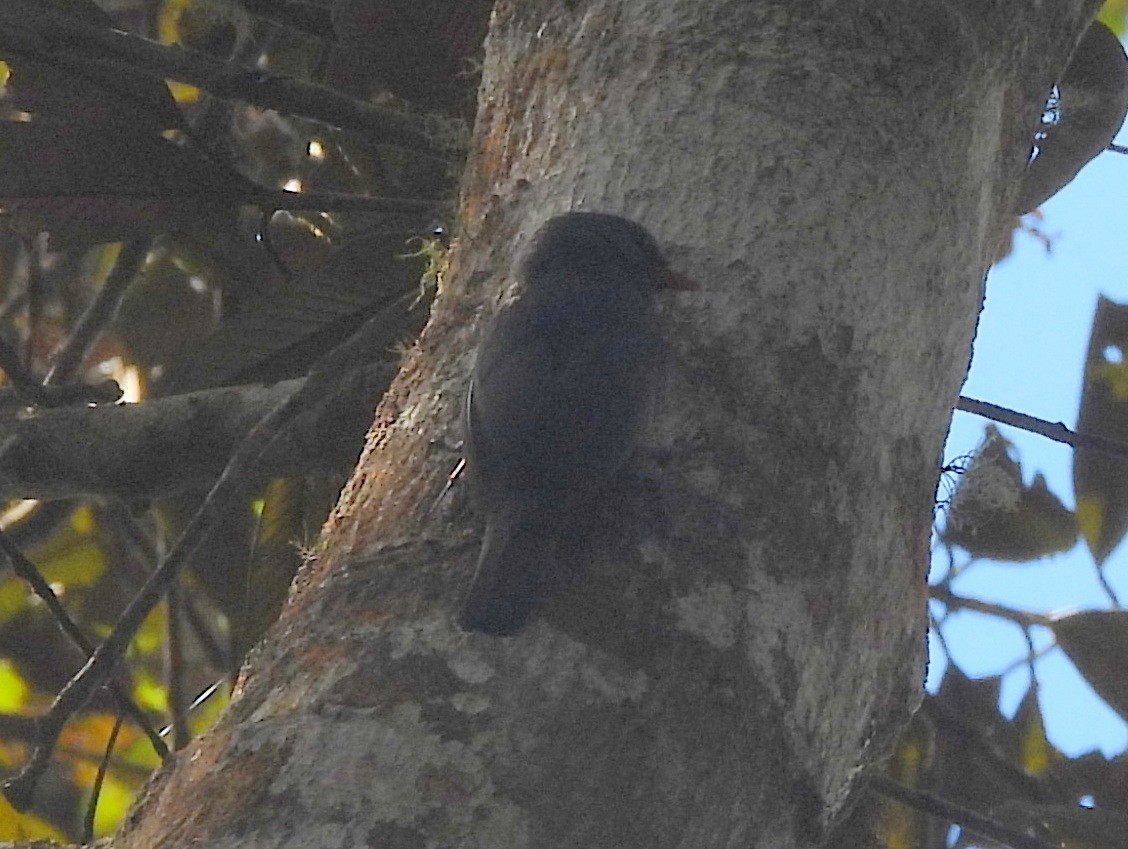 Поползневая ванга - ML646740669