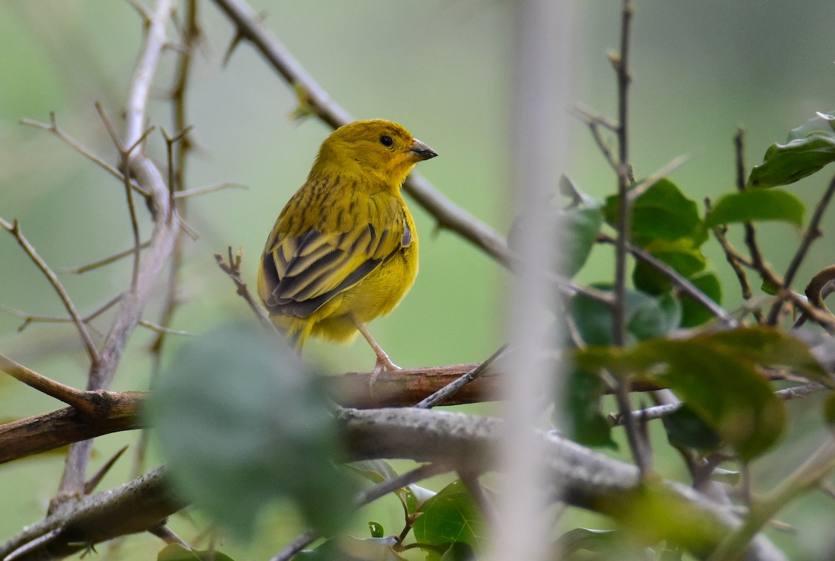 キンノジコ - ML646740670