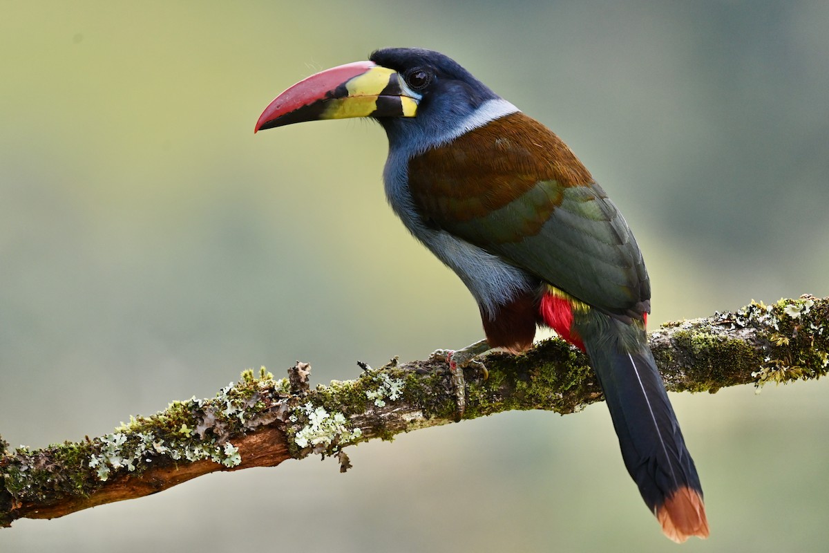 Gray-breasted Mountain-Toucan - ML646740671