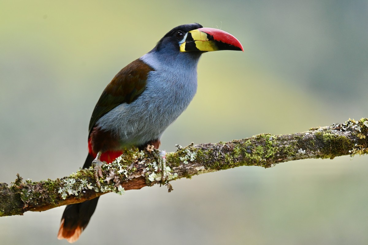 Gray-breasted Mountain-Toucan - ML646740672