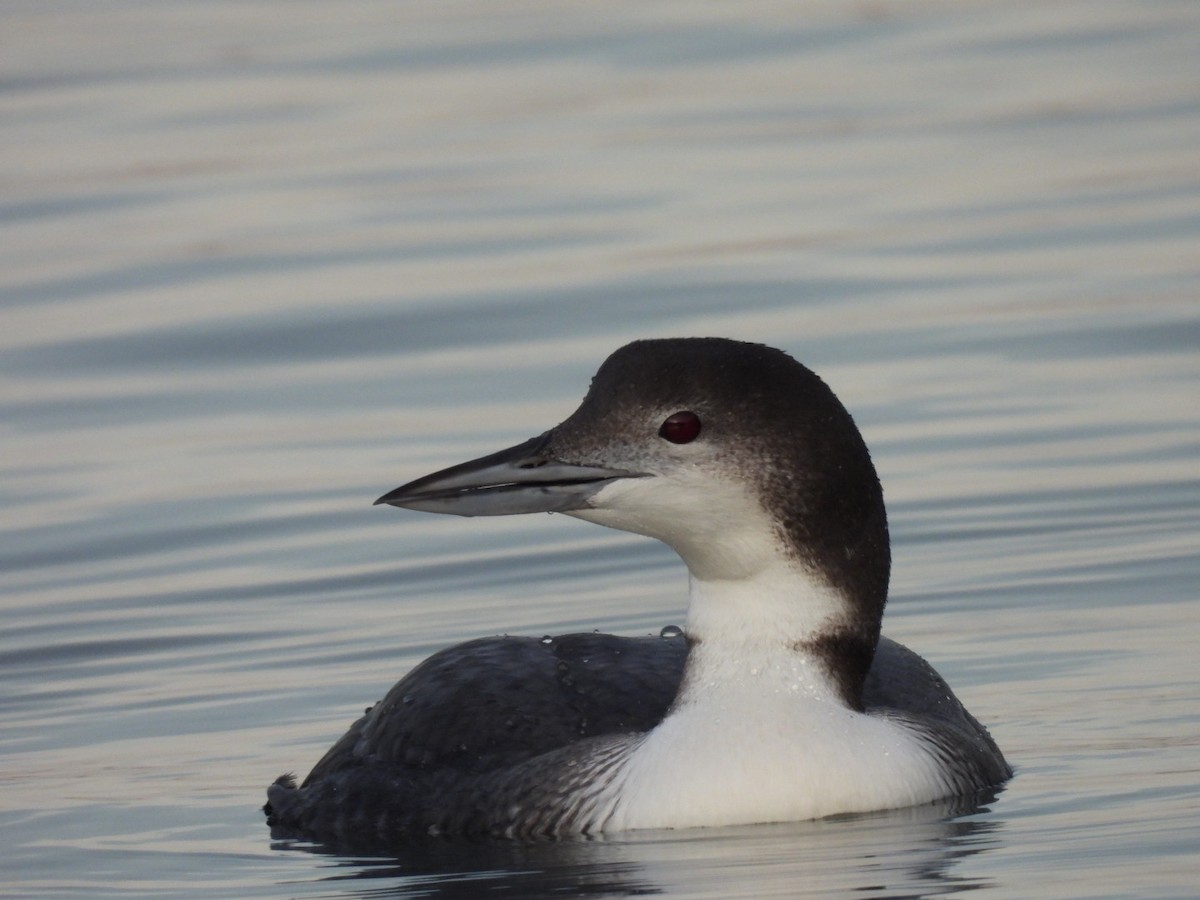 Common Loon - ML646740673