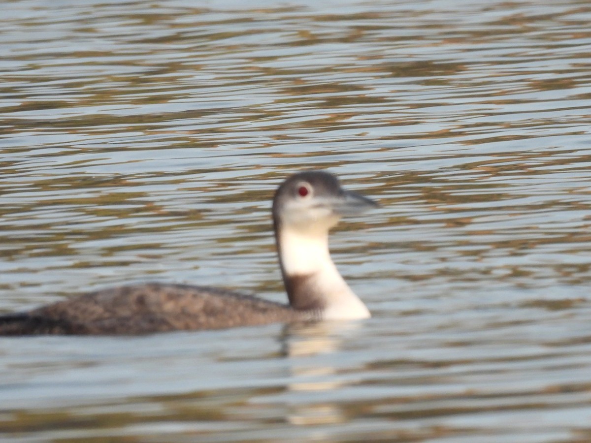 Common Loon - ML646740674