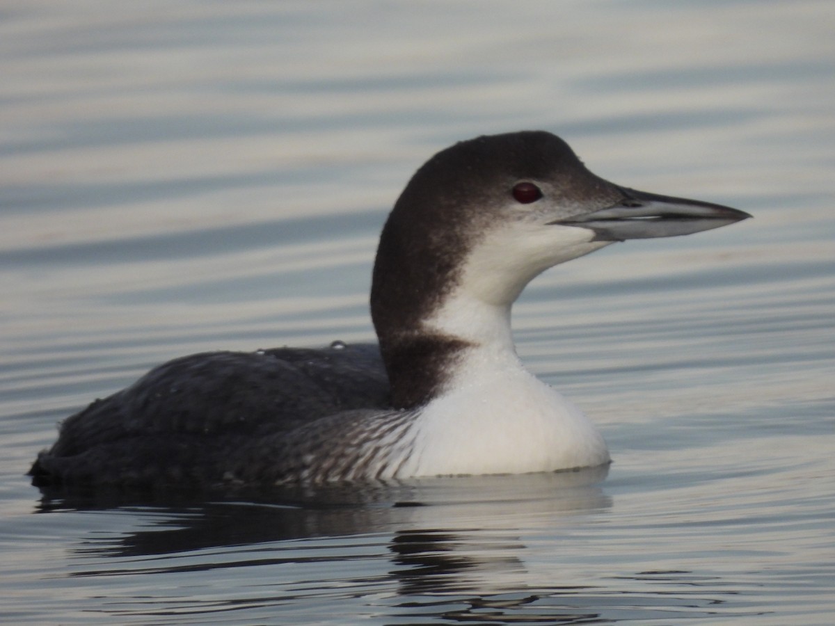 Common Loon - ML646740675
