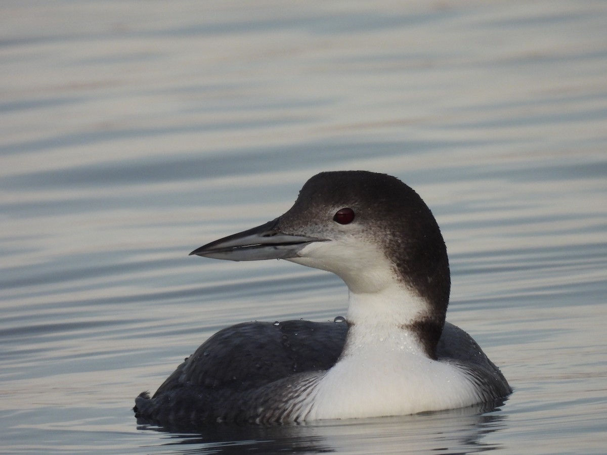 Common Loon - ML646740676