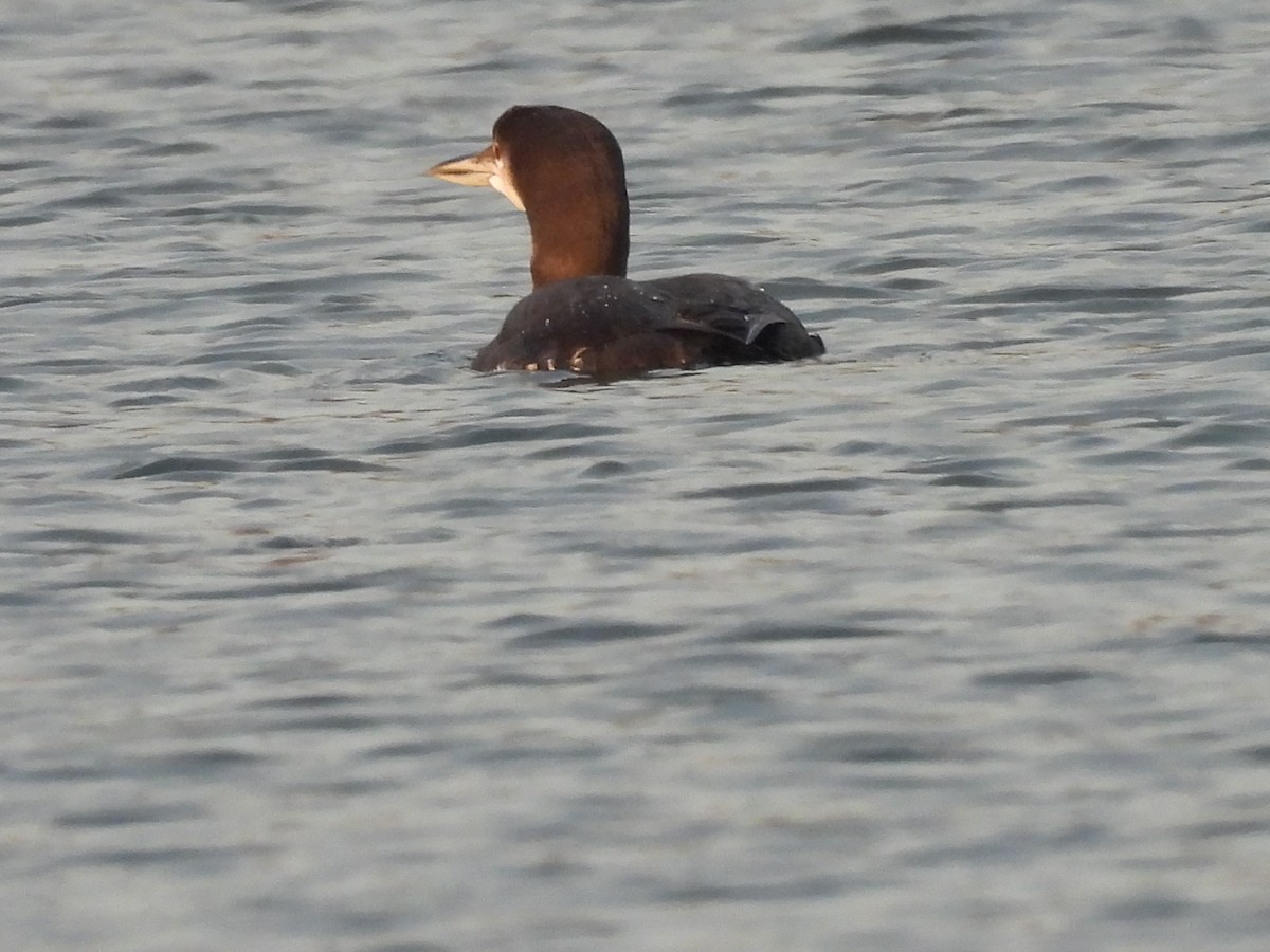 Common Loon - ML646740677