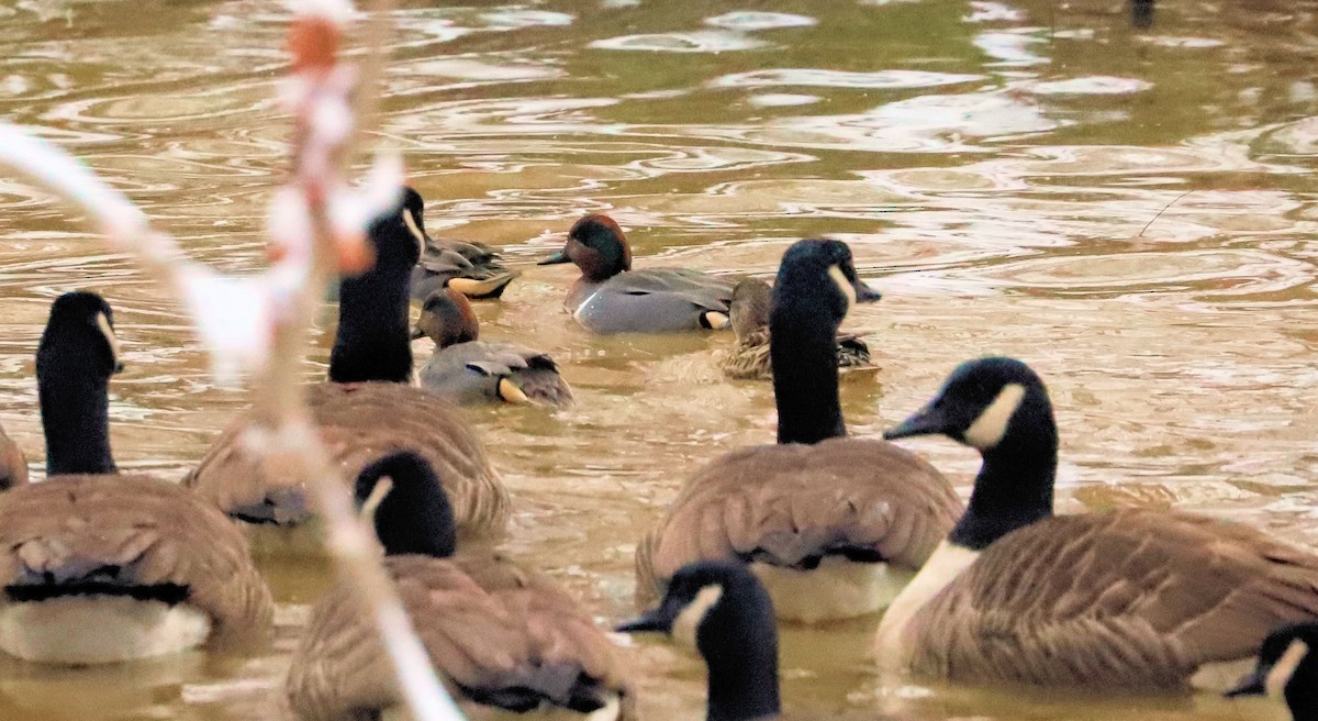 小水鴨 - ML646740680