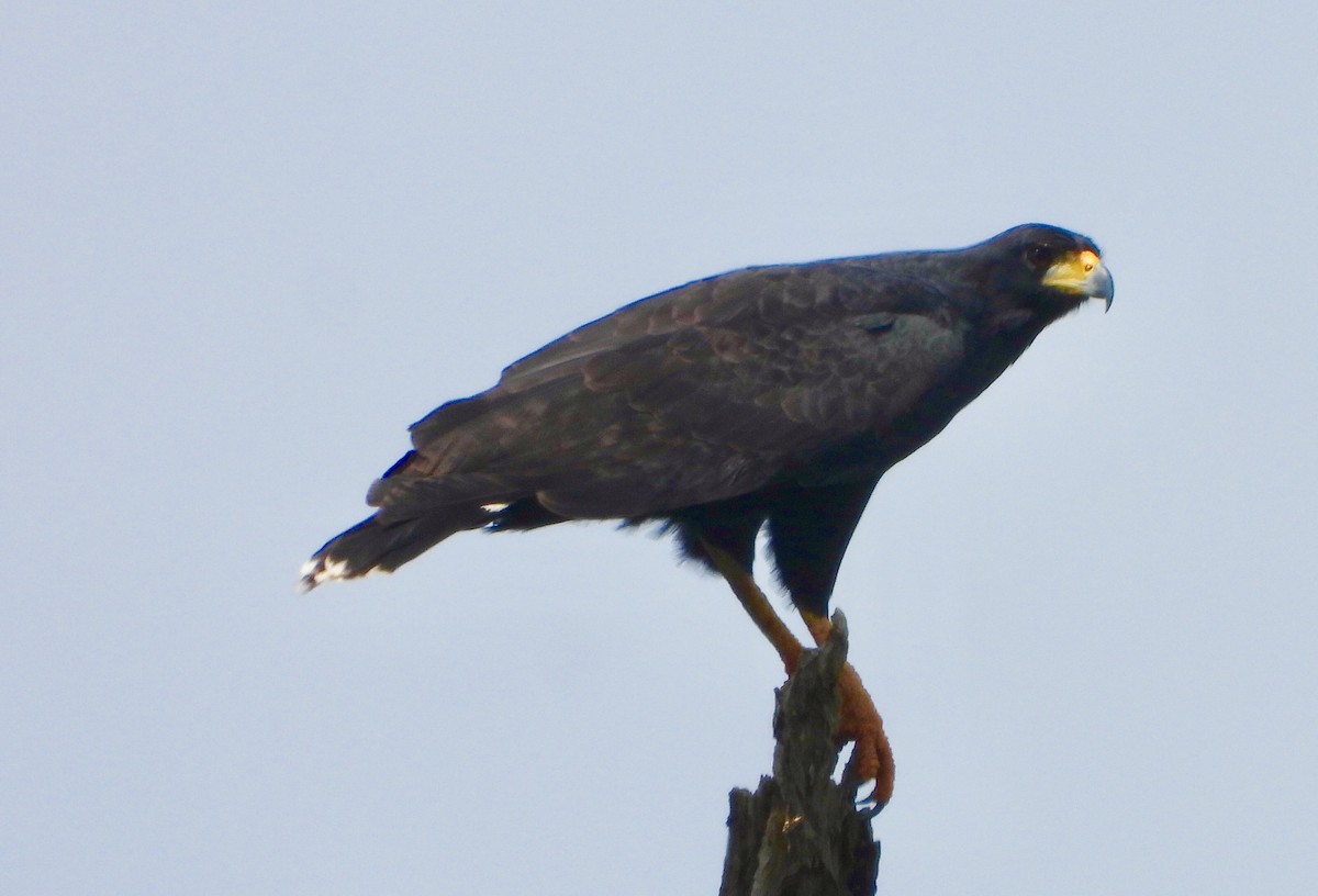 Great Black Hawk - ML646740681