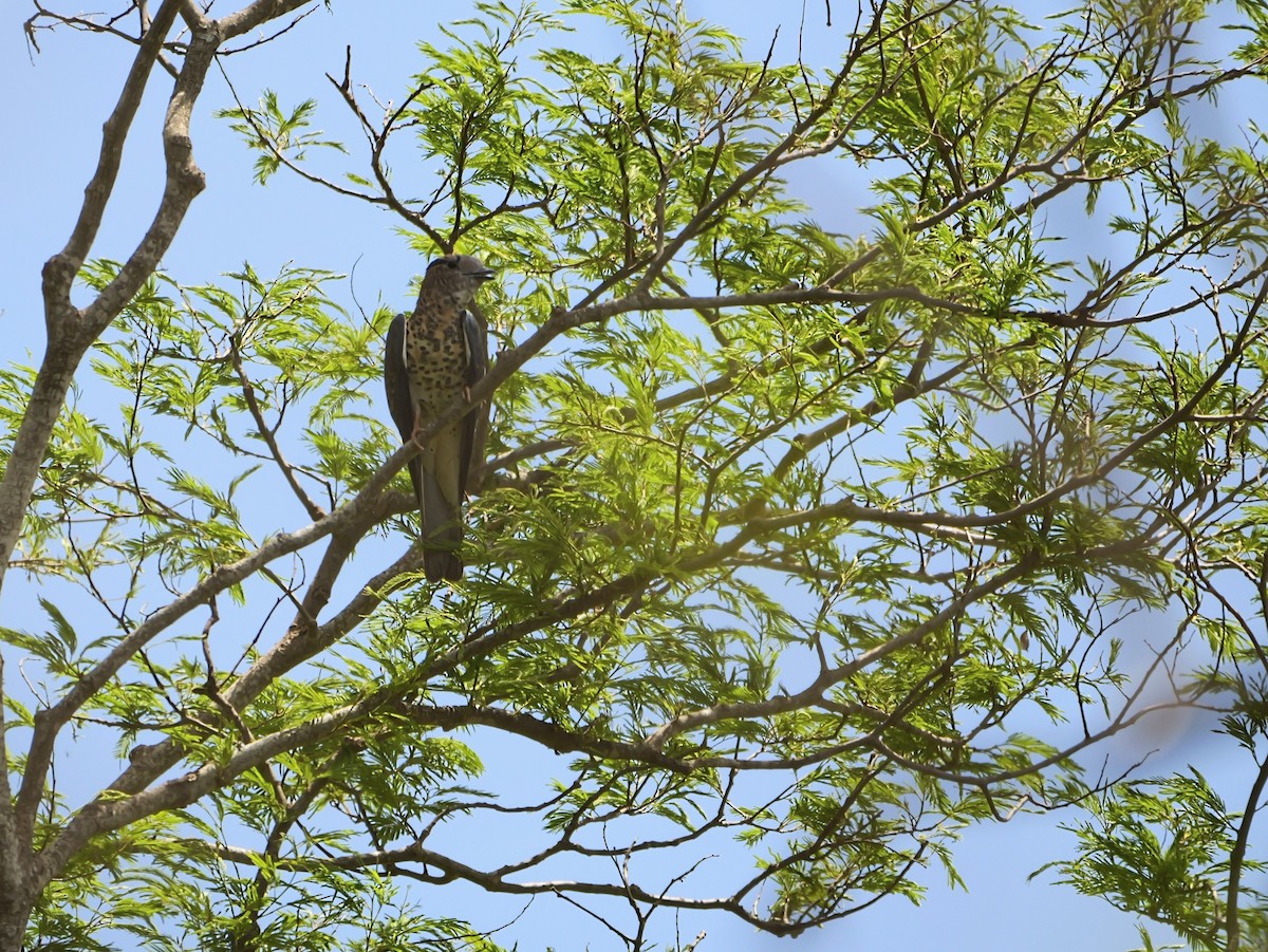 Cuckoo-roller - ML646740685