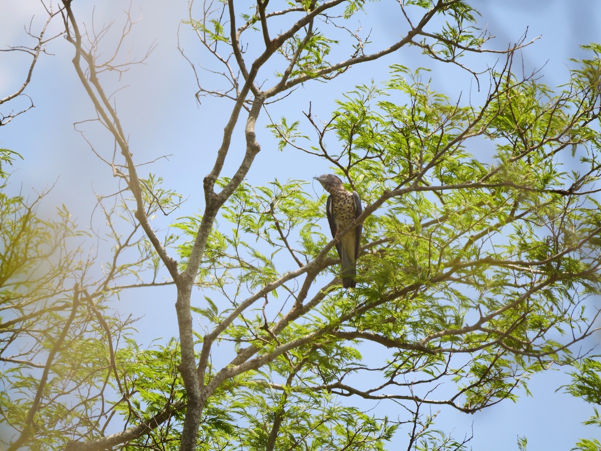 Cuckoo-roller - ML646740686