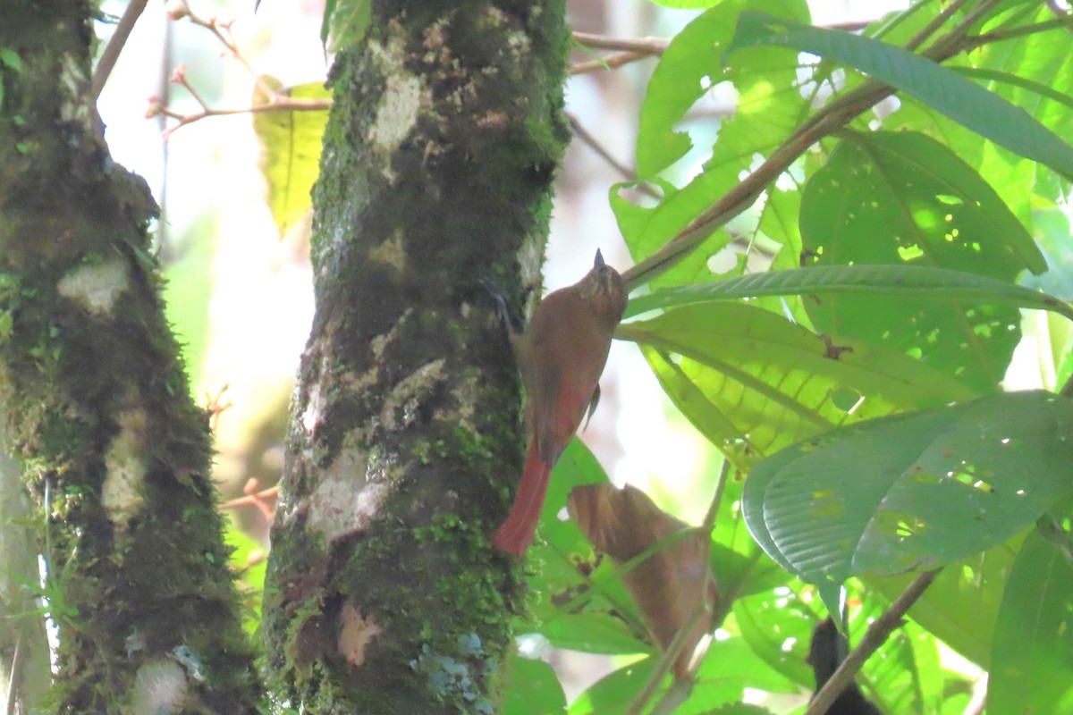 Wedge-billed Woodcreeper - ML646740688