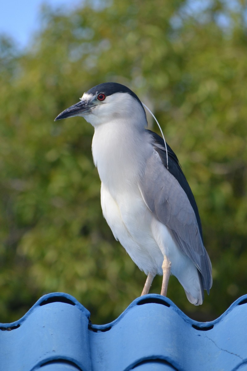 kvakoš noční - ML646740695